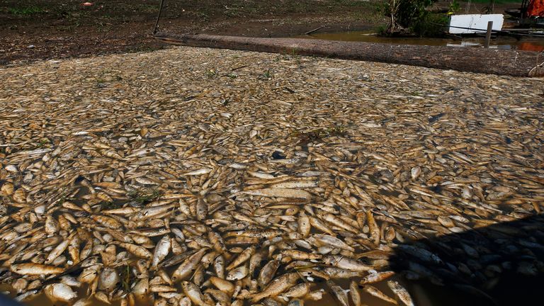 Thousands of Fish, Dolphins Are Dying in the Brazilian Amazon as Water Temperatures Soar (2)