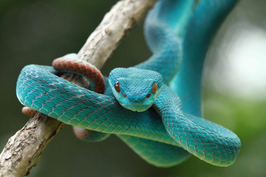 Snakes take centre stage in new exhibition at Leicester Museum