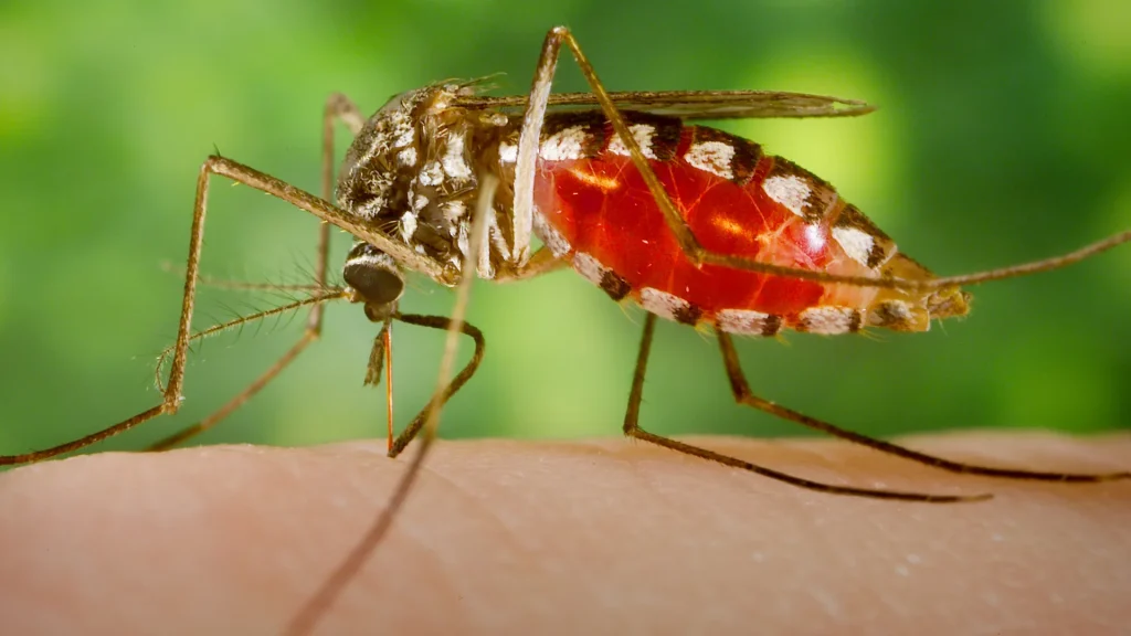 Massachusetts towns on alert over potentially deadly mosquito-borne virus